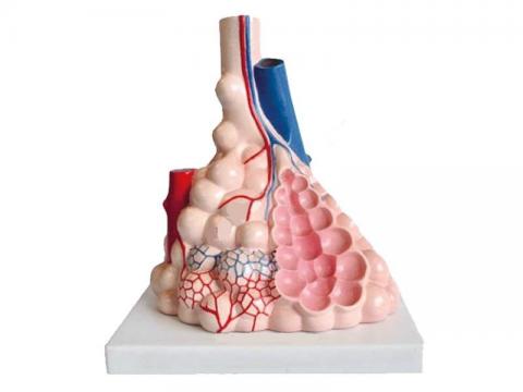 Модель будови альвеол людини
