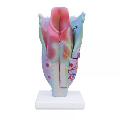 Гортань людини