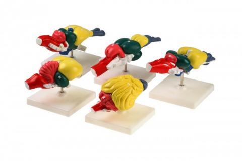 Мозок хребетних тварин (набір з 5 шт.)