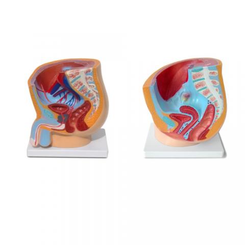 Чоловічі та жіночі статеві органи людини. Сагітальний розріз