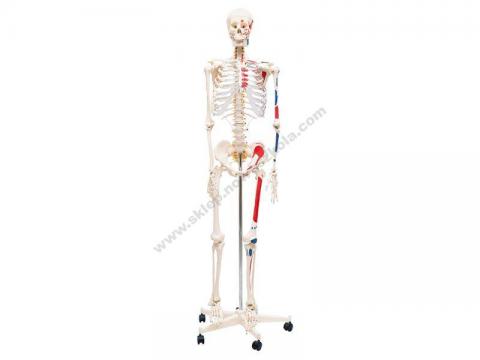 Скелет людини з м'язами 170 см