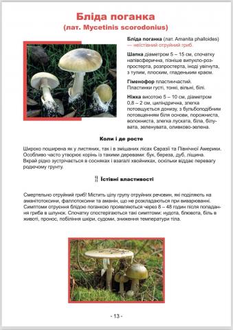 Колекція "Гриби"