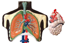 Барельєфні моделі